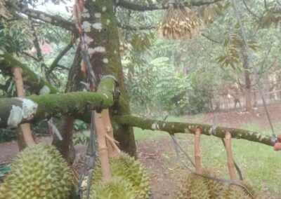 Menanam Pohon Durian di Pekarangan Rumah Membuka Potensi Ekonomi yang Menjanjikan