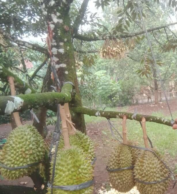 Menanam Pohon Durian di Pekarangan Rumah Membuka Potensi Ekonomi yang Menjanjikan