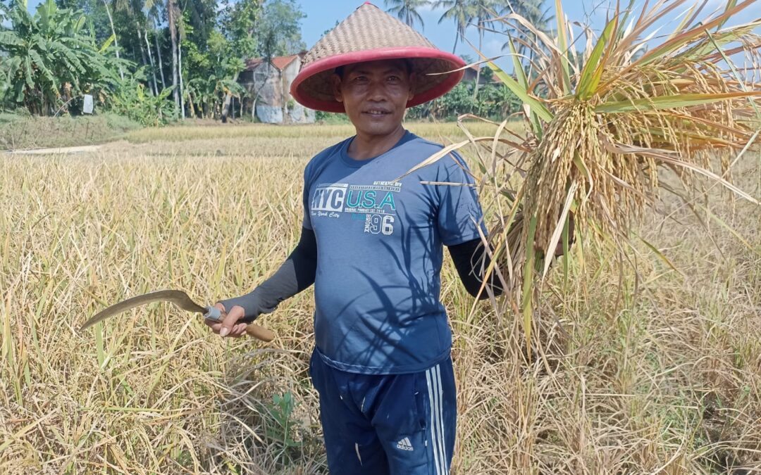 Dana Desa Wujudkan Ketahanan Pangan di Desa Wlahar Wetan, Petani Tetap bercocok tanam dan Panen walaupun di Musim Kemarau