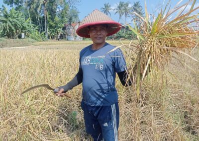 Dana Desa Wujudkan Ketahanan Pangan di Desa Wlahar Wetan, Petani Tetap bercocok tanam dan Panen walaupun di Musim Kemarau